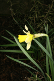 Narcissus pseudonarcissus RCP3-10 032.jpg